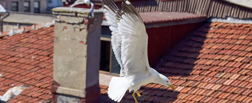 Residential Chimney Animal Removal Solution in Federal Way, WA