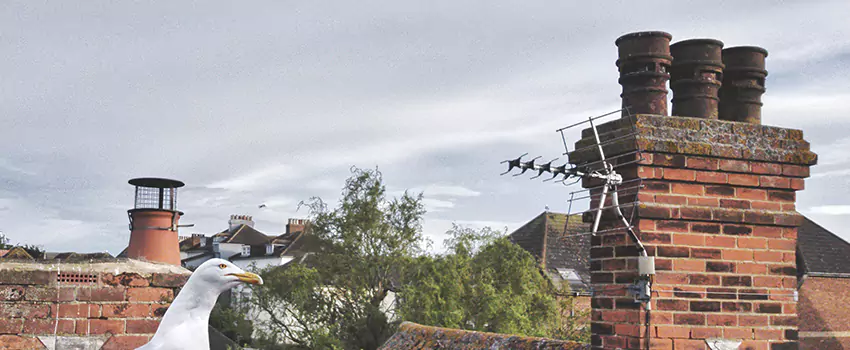 Chimney Cleaning And Restoration in Federal Way, Washington